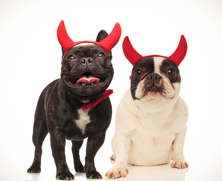 couple of cute french bulldogs celebrating halloween dressed as devils , collage imageの写真素材