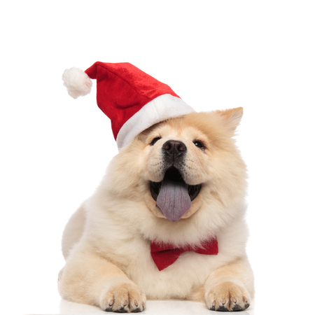 happy santa chow chow with bowtie relaxing on white background and pantingの写真素材