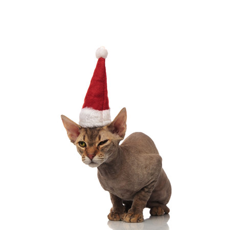 curious metis cat with santa hat looks to side while sitting on white background
