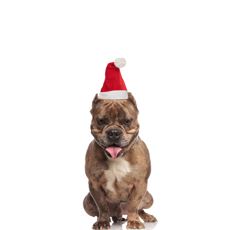 adorable american bully wearing a santa cap looks down while sitting on white backgroundの写真素材