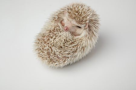 sleepy african dwarf hedgehog resting on its back on white backgroundの写真素材