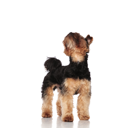 small and adorable yorkshire terrier standing on white background and looking upの写真素材