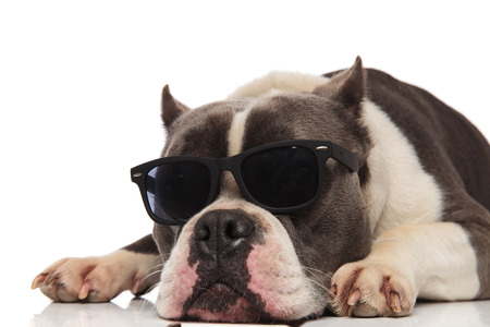 close up of cute american bully with sunglasses resting on white background with head downの写真素材