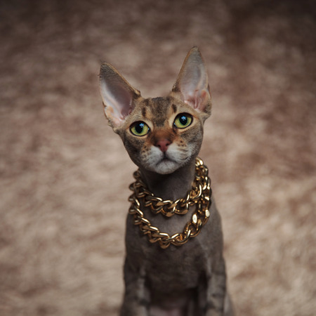 close up of cute grey cat wearing golden necklace sitting on brown fur backgroundの写真素材