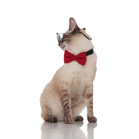 stylish metis cat with sunglasses sits on white background and looks to sideの写真素材