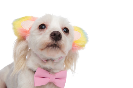 close up of stylish bichon with bear ears looking up to side while standing on white backgroundの写真素材