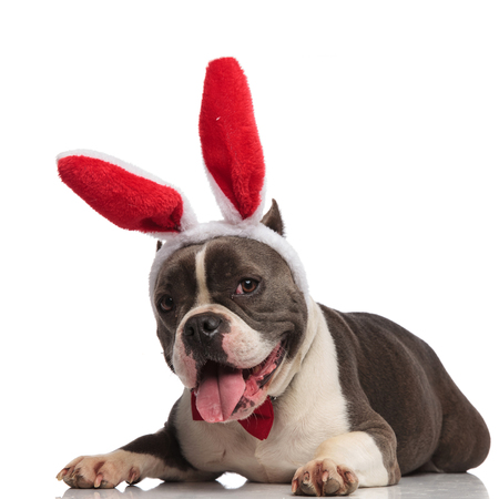 adorable american bully wearing bunny ears and bowtie relaxing on white background while pantingの写真素材