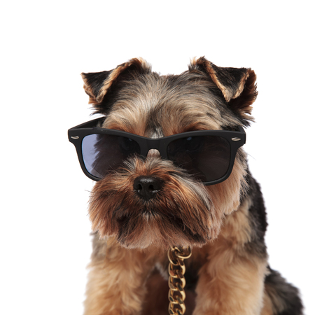 close up of yorkshire terrier with sunglasses and golden collar sitting on white background looks to sideの写真素材