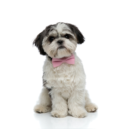 stylish shih tzu with pink bowtie sits on white background and looks to sideの写真素材