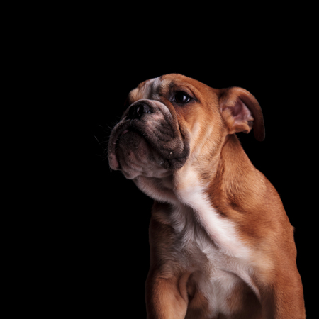 close up of curious english bulldog looking to side while standing on black backgroundの写真素材