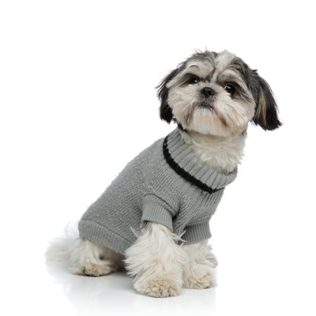 adorable shih tzu wearing grey sweater sitting on white background
