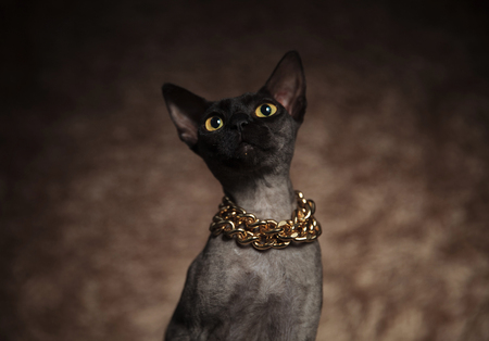 head of cute metis cat wearing golden necklace looking up while sitting on brown fur backgroundの写真素材