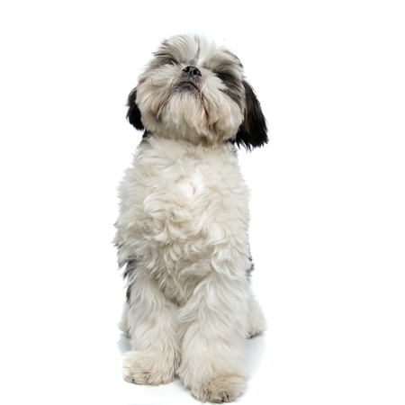 curious shih tzu sits on white background and looks upの写真素材