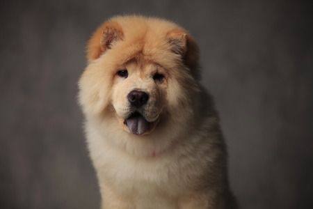 close up of cute chow chow panting while standing on grey backgroundの写真素材