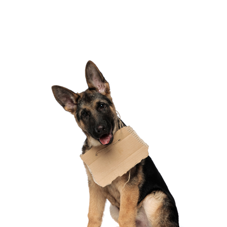 close up of seated german shepard wearing carton sign around neck and panting on white backgroundの写真素材