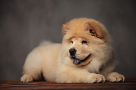 yellow chow chow lying on wooden floor with blue tongue exposed looks to sideの写真素材