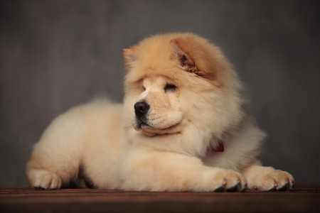 pretty chow chow with red bowtie looks to side while relaxing on wooden floor on grey wallpaperの写真素材