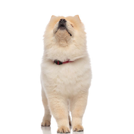 cute chow chow with red collar looks up while standing on white backgroundの写真素材