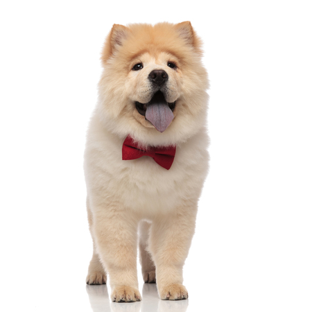 excited chow chow wearing red bowtie stands on white background and looks upの写真素材