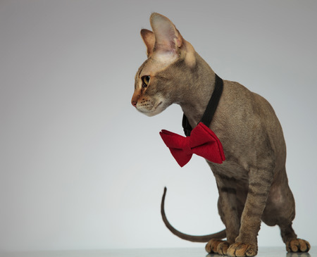 Cute peterbald cat standing and wearing a red bow-tie on a light grey backgroundの写真素材