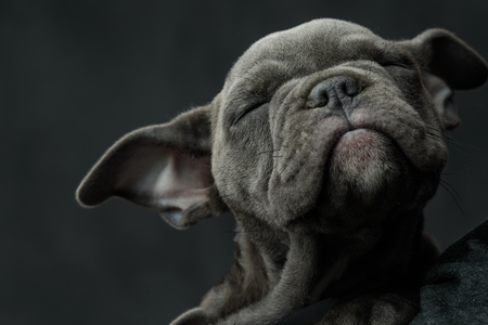 adorable american bully puppy dog enjoying its sleep on grey background, closeu pictureの写真素材