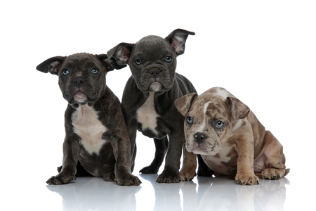 3 American bully dogs laying and standing together looking away curious on white backgroundの写真素材