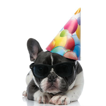 french bulldog with birthday party hat and black sunglasses resting on his pawsの写真素材