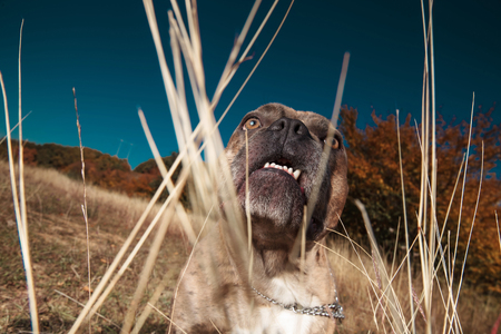 American bully enjoying being in the nature while looking up, teeth showing, in a fieldの写真素材