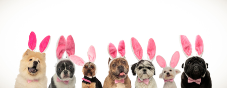 many cute easter dogs wearing pink rabbit ears on white backgroundの写真素材