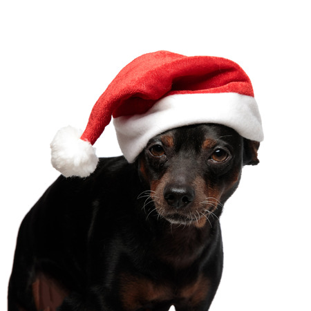 Close up portrait of a cute santa dog standing and looking at the camera on a white backgroundの写真素材