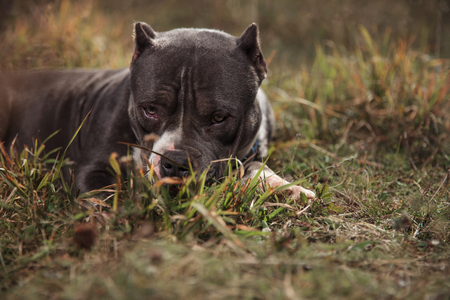 American Bully feeling guilty and looking forward with its mouth closed while laying down on outdoor backgroundの写真素材