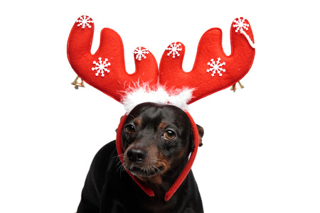 Adorable puppy standing, wearing a pair of reindeer horns, looking at the camera on white backgroundの写真素材