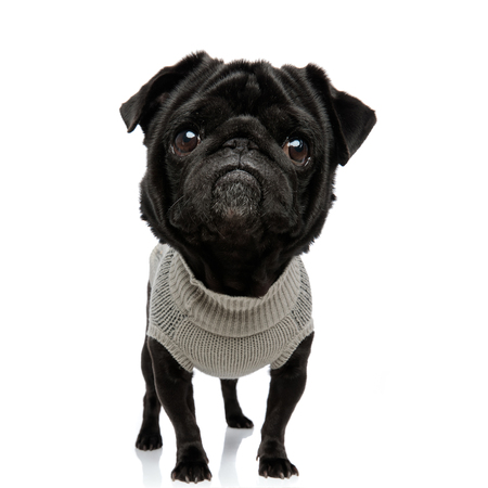 sad big headed pug puppy wearing clothes and standing on white backgroundの写真素材