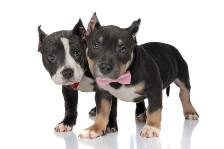 Scared American Bully puppy being protected by his friend while both of them are wearing bowties and...