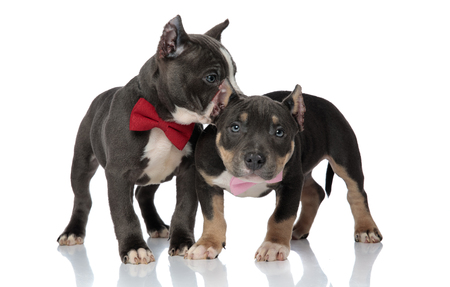 Scared American Bully puppy looking upwards while is friend is looking to the side, both wearing bowties and standing on white studio backgroundの写真素材