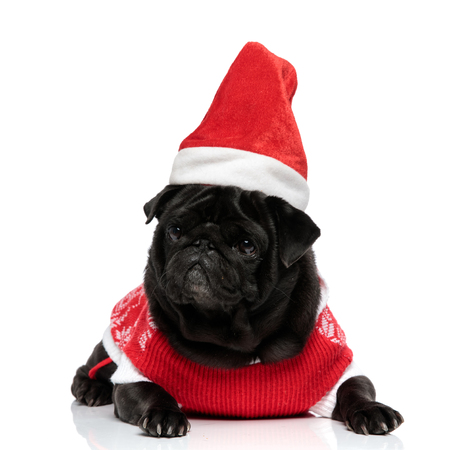 Determined pug puppy looking to the side and frowning while wearing a Christmas hat and jacket and lying down on white studio backgroundの写真素材