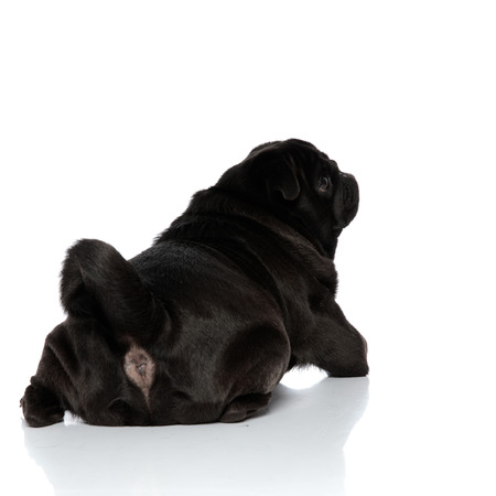 Rear view of a clumsy black pug looking to the side while lying down on white studio backgroundの写真素材