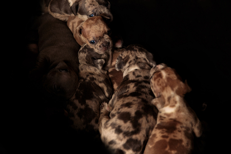 Tired American Bully puppies lying above and below each other while preparing for sleep on dark backgroundの写真素材