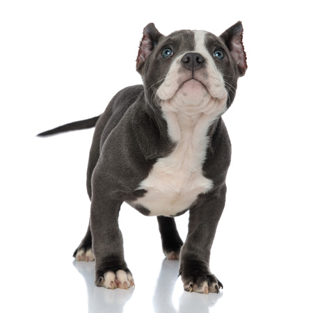 Adorable American Bully puppy looking upwards and wiggling his tail while standing on white studio backgroundの写真素材