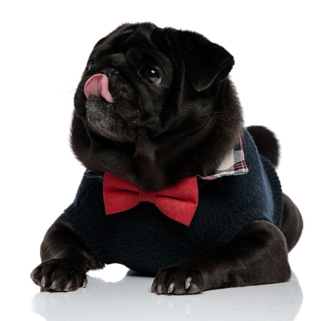 Close up of an adorable pub licking his nose and looking up while wearing a red bowtie and a blue sweater, lying down on white studio backgroundの写真素材