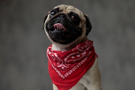 adorable pug looking up, panting and sticking out tongue, wearing a red bandana around neck on a grey background; head and face closeupの写真素材