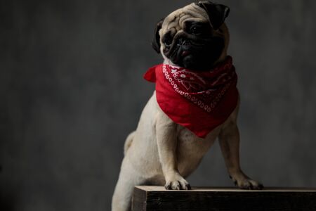 adorable pug standing on a wooden box looking side down, wearing a red bandana, panting and sticking out tongueの写真素材