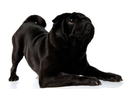 Curious black pug looking upwards with its mouth closed while standing in an action posture with its butt up in the air, on white studio backgroundの写真素材