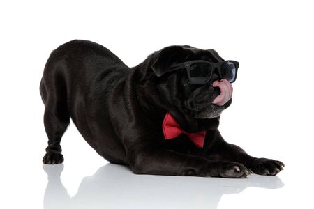 Adorable pug stretching with its butt in the air and looking to the side while licking his nose and wearing a red bowtie on white studio backgroundの写真素材