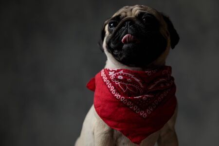 adorable pug panting and sticking out tongue wearing a red bandana around his neck, looking to side in a studio, on a grey backgroundの写真素材