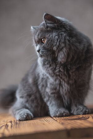 seated on wood delicate British Longhair cat with gray fur looking away curiously on gray studio backgroundの写真素材