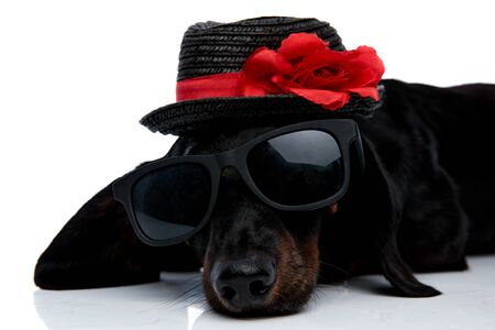 lying down adorable Teckel puppy dog with black fur,sunglasses and a hat decorated wit a red flower looking at the camera on white studio backgroundの写真素材