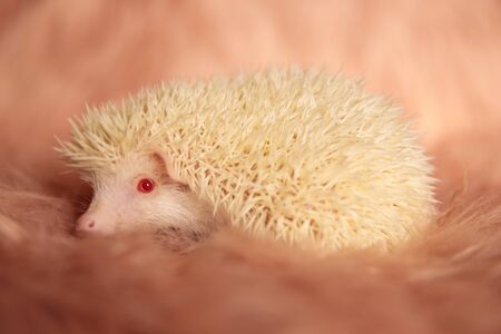 side view of a sweet tiny hedgehog sitting and looking away with shy eyes on pink soft studio backgroundの写真素材