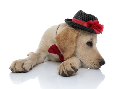 sad cute labrador retriever puppy resting its head on paws while lying down on white background. it wears a hat and red bow tie