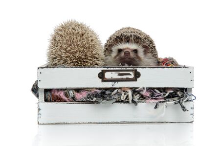 couple of two cute african hedgehogs standing side by side in a box with wool on white background, full bodyの写真素材
